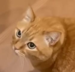68823