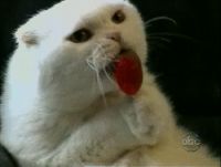 55726