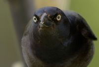 95279